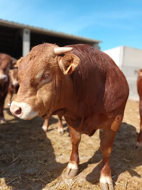 ingredientes para alimentación animal